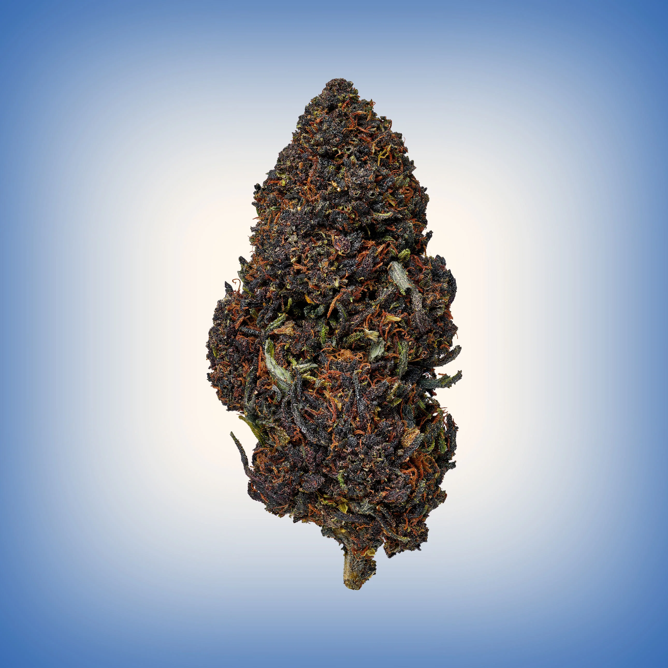 Snoozeberry - Image 6